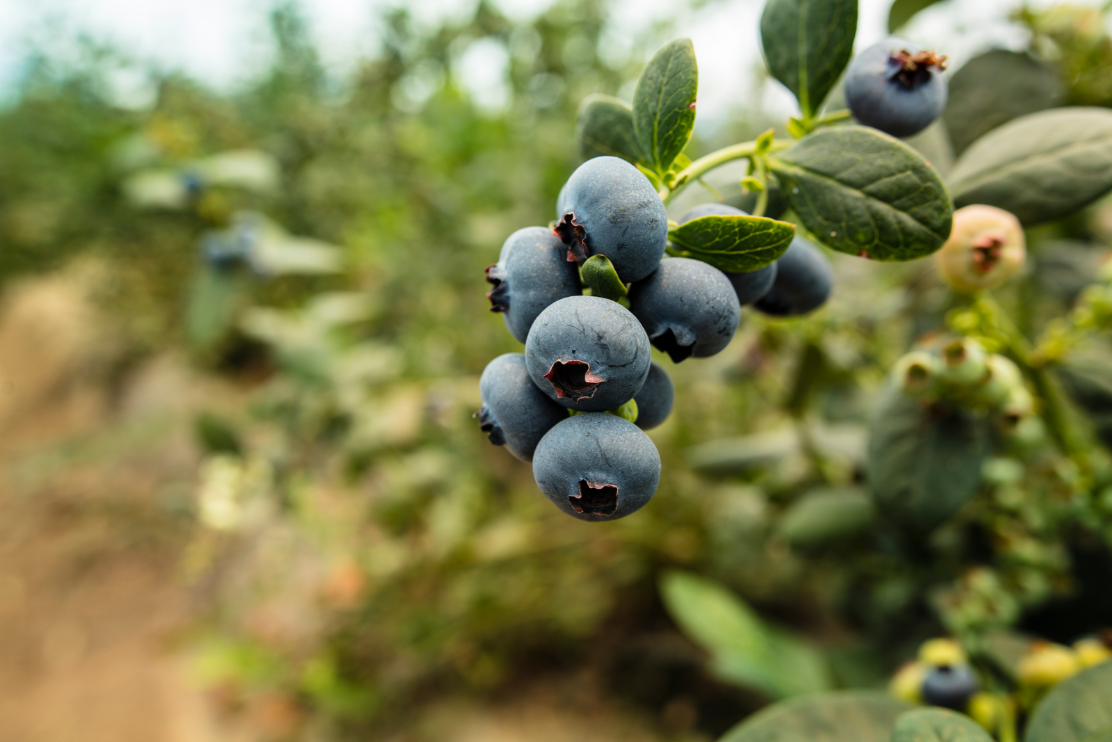 Drip irrigation for high quality blueberries