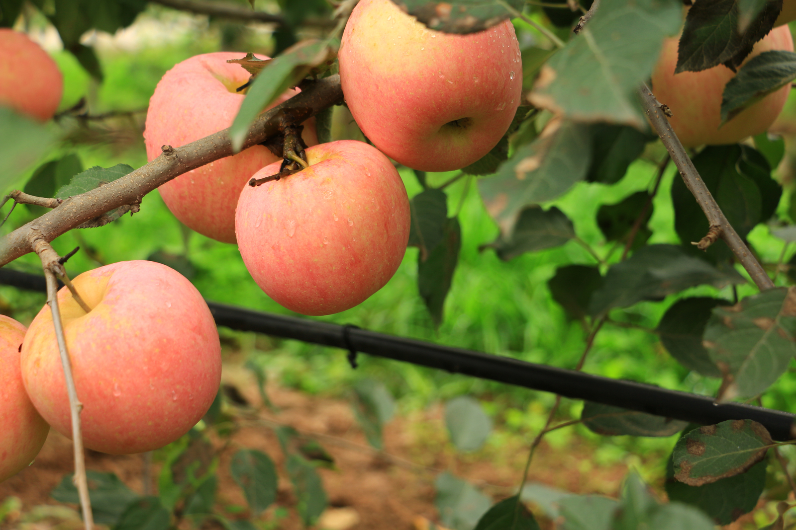 Drip irrigation for apples