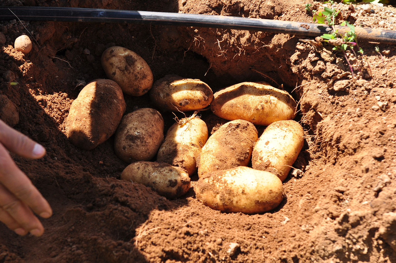 Fresh Potatoes