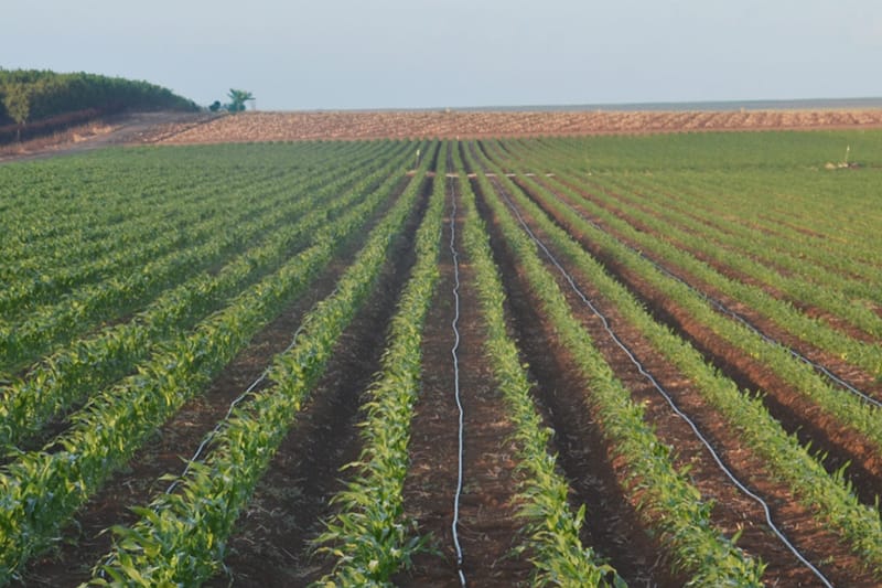 Drip irrigation catalogues Netafim UK