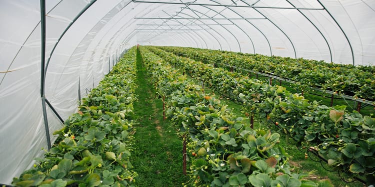 Strawberries