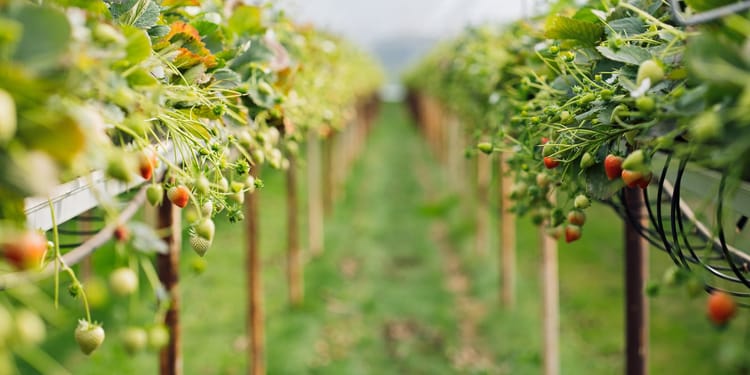 Innovation by farmers, for farmers