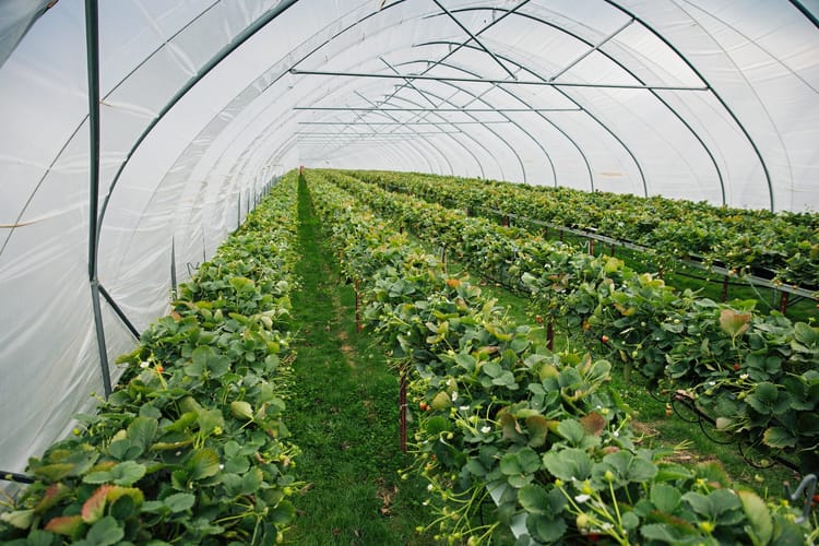 Strawberries