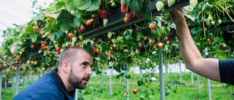 Precision irrigation: Power to the farmer