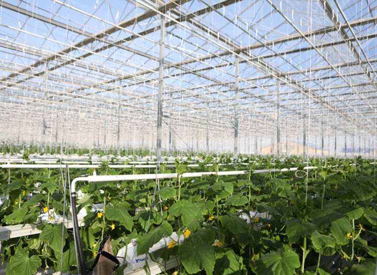 Cucumber greenhouse in Kazakhstan