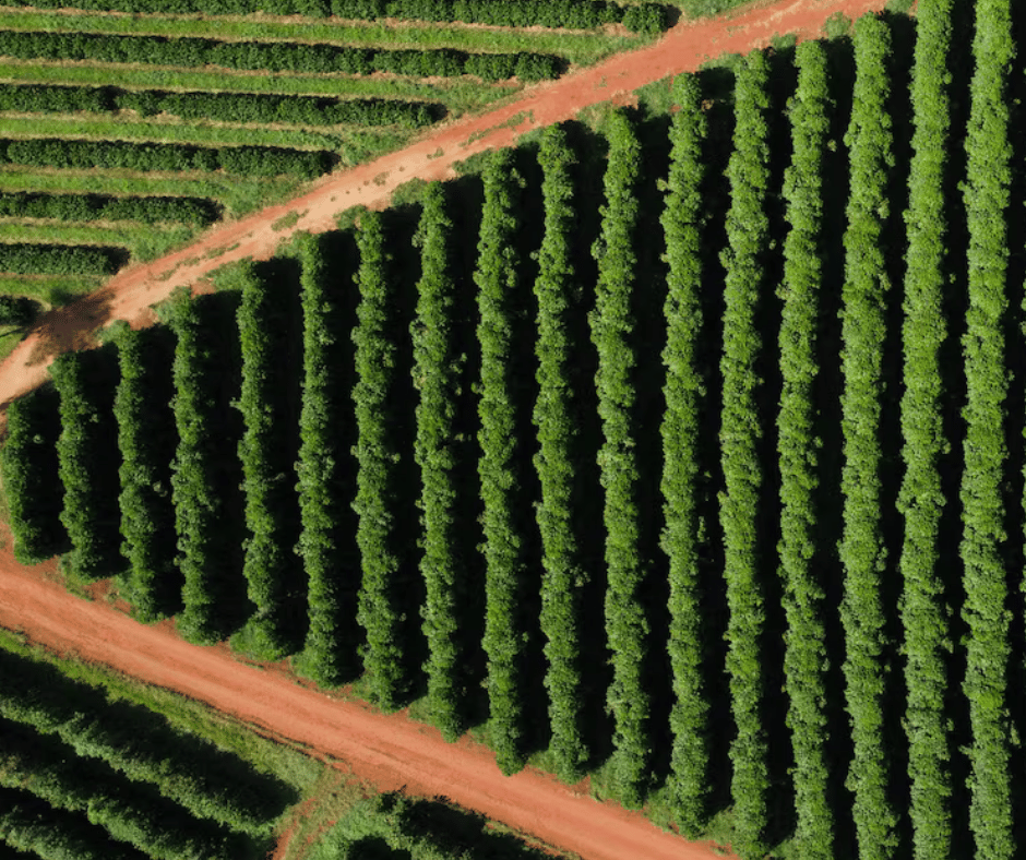 Brazil's coffee farmers turn to costly irrigation to quench global demand for the brew