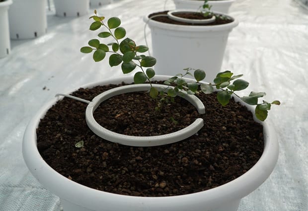 Webinar: NetBow, The New Way to Irrigate Containerised Plants