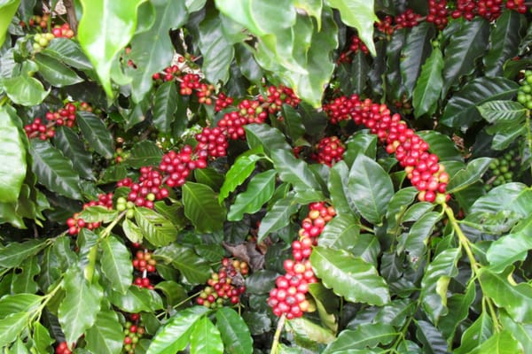 Ram Lisaey on How Drip Irrigation Is Helping Coffee Farmers Adapt to Climate Change