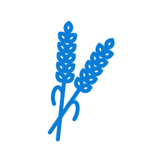 Drip Irrigation and Fertigation Protocol for Rice