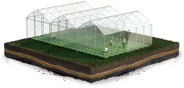 greenhouse-stage-4