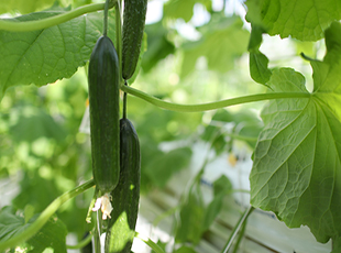 Cucumbers